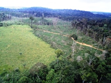 “Frentes do desmatamento” exigem compromissos ambiciosos e integrados para evitar a destruição da Amazônia